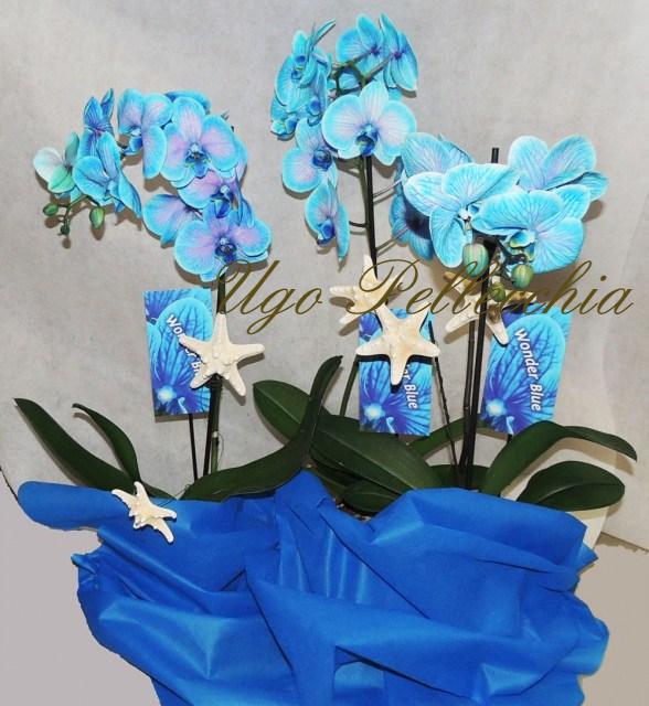 orchidee-blu