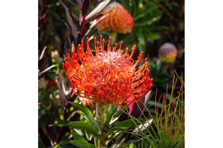 Protea, fiori di fuoco