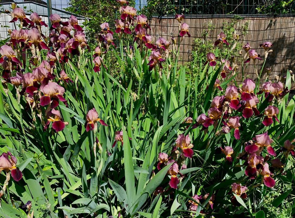 Iris, parafulmine dell’anima