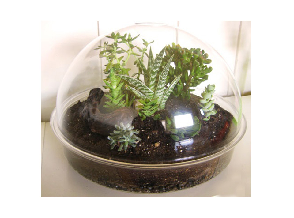 Terrarium