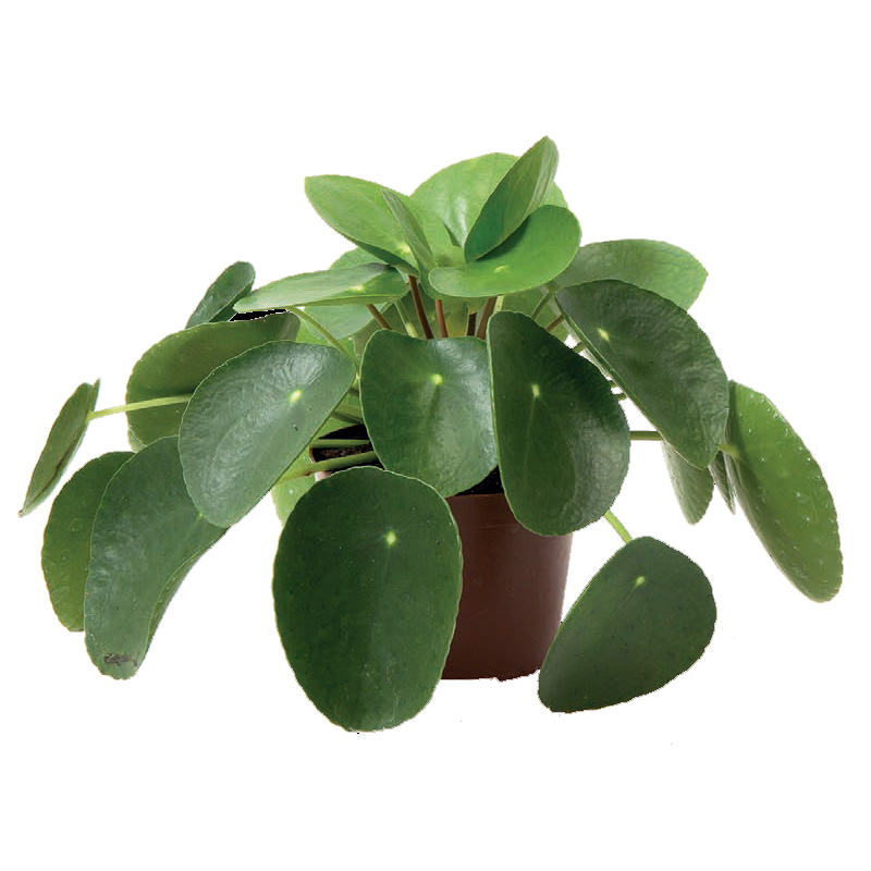 Money Plant, la pianta più social del momento