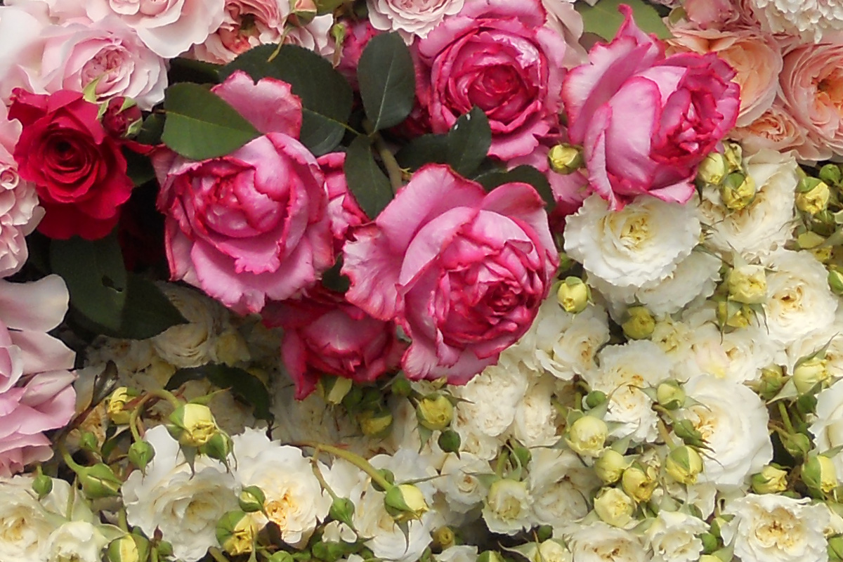 La Rosa, l’amore e il numero 5