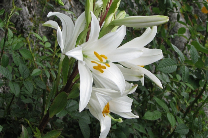 Bianca come il Lilium