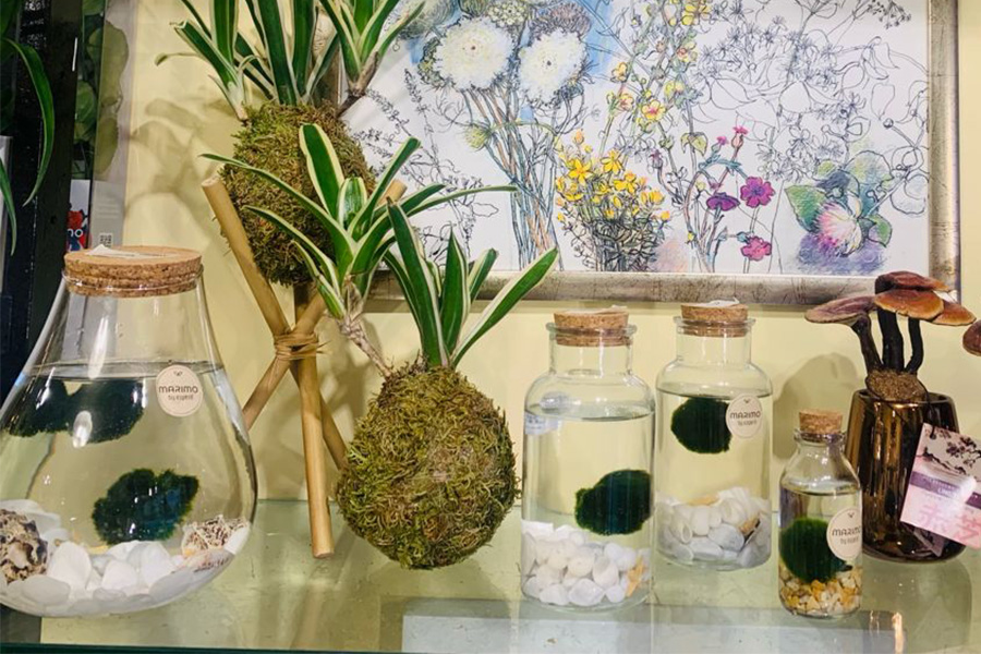 Marimo - atmosfere zen