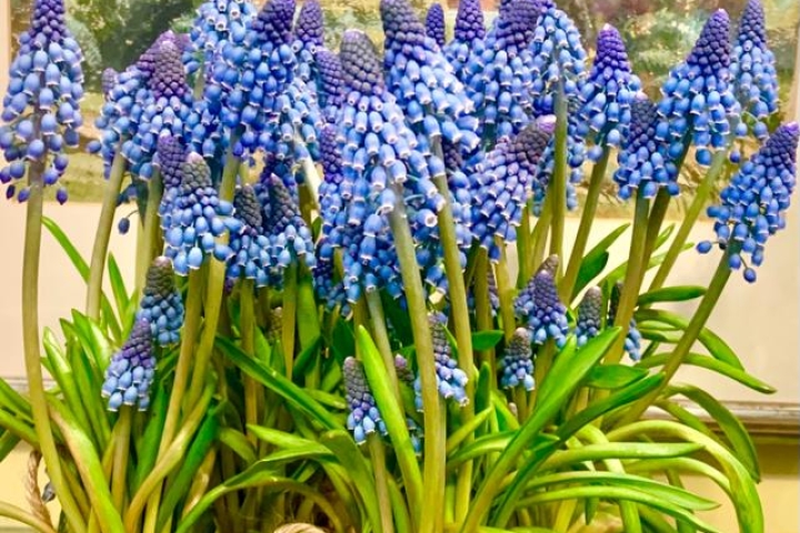 Muscari, leggiadri fiori blu