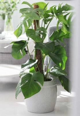 Monstera, maestra di saggezza