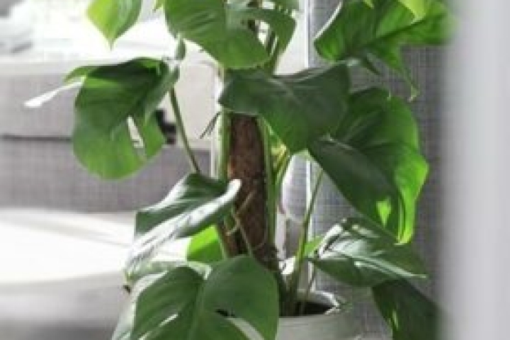 Monstera, maestra di saggezza