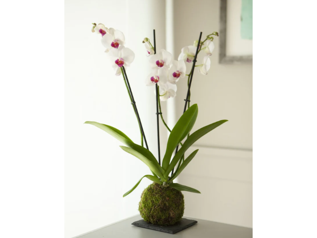 Kokedama, giardini sospesi su un mondo di grazia