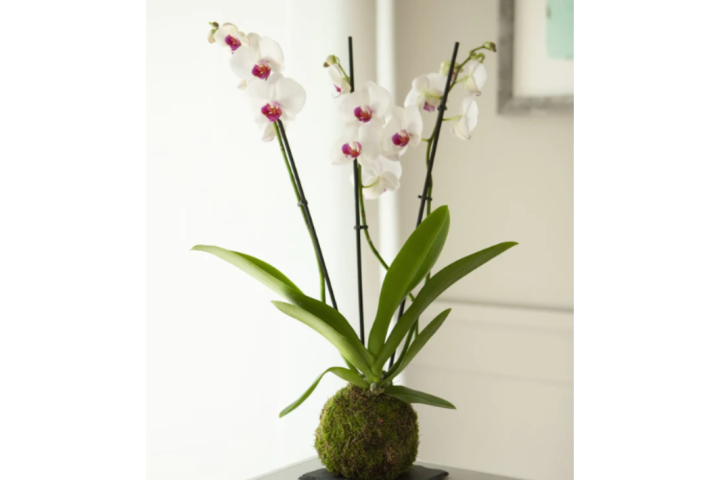 Kokedama, giardini sospesi su un mondo di grazia