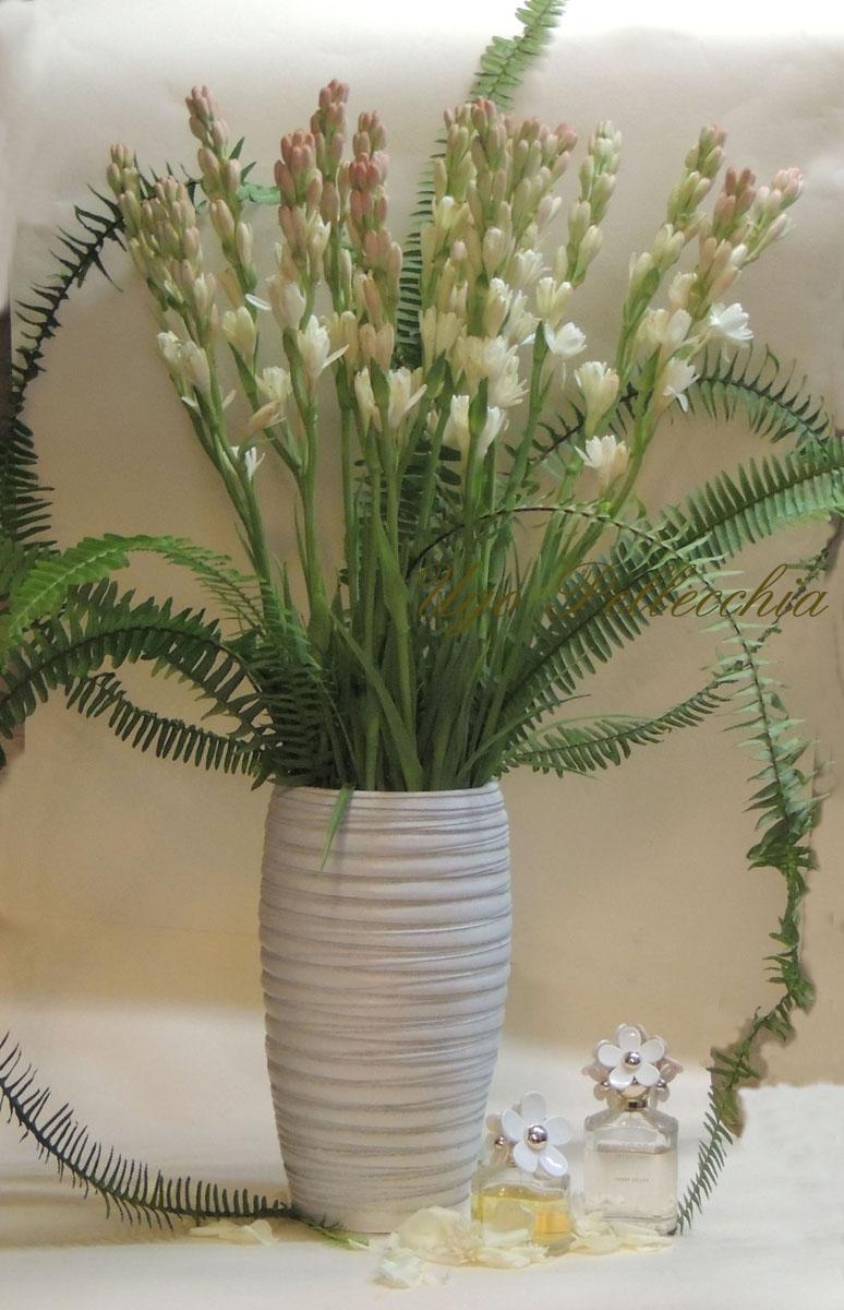 Tuberosa