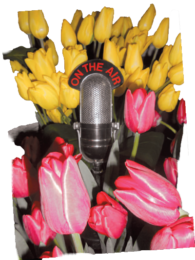 Tulipani - Ogni fiore ha la sua stagione