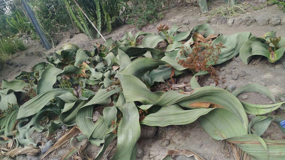 Welwitschia mirabilis