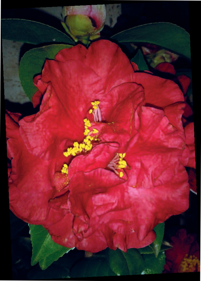 Camelia