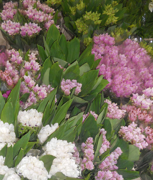 curcuma
