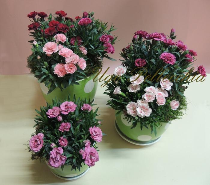 Garofano, fiore degli dei, ha fatto sognare i popoli