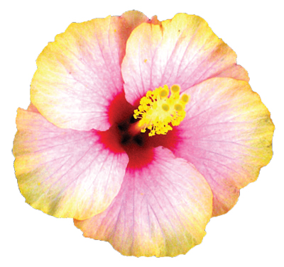 Hibiscus  - Un saluto dalle Hawaii