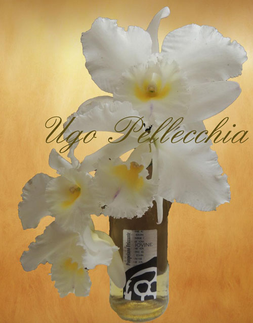 vino frizzante e cattleya s