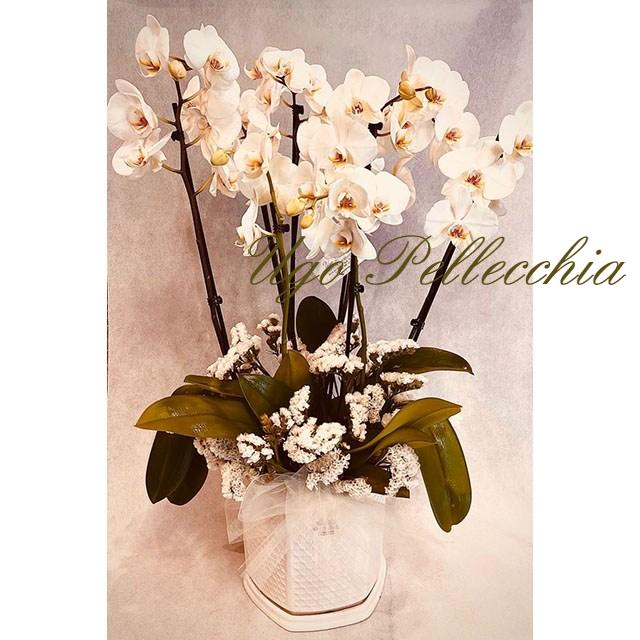 piante-orchidee