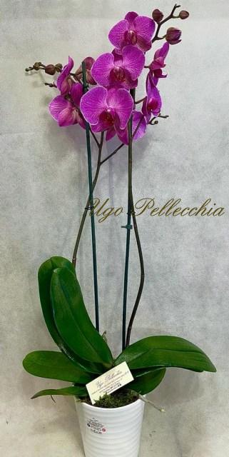 Phalaenopsis-rosa