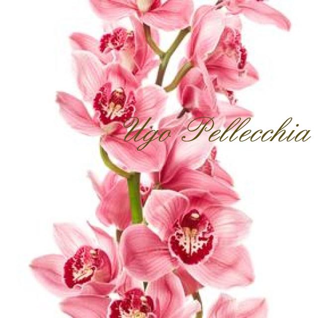 orchid_cymbidium_pink_05d6bbc7-14d7-4c7c-8240-ae04b50c5444_280X280