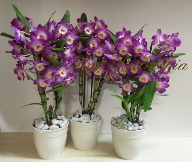 orchidea_dendrobium