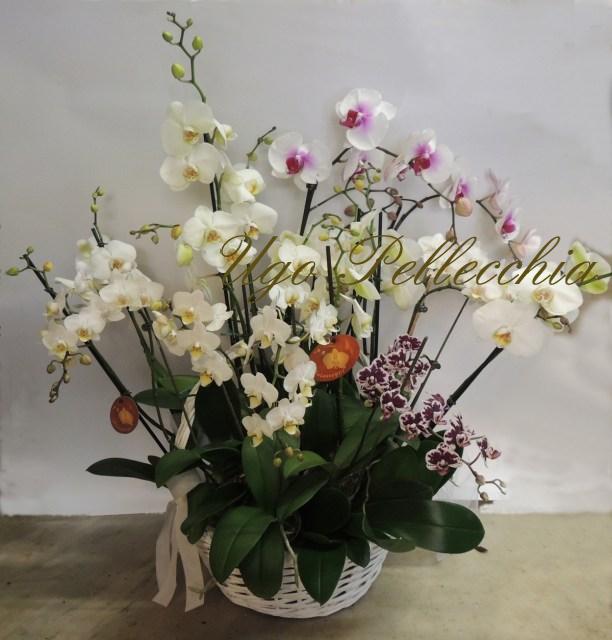orchidee-cesto