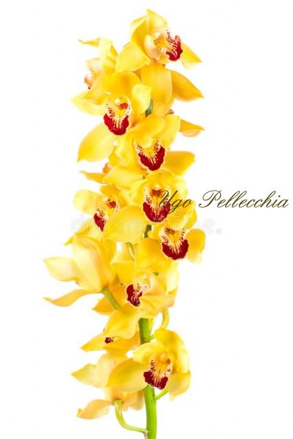 ramo-dell-orchidea-del-cymbidium-su-fondo-bianco-71570356