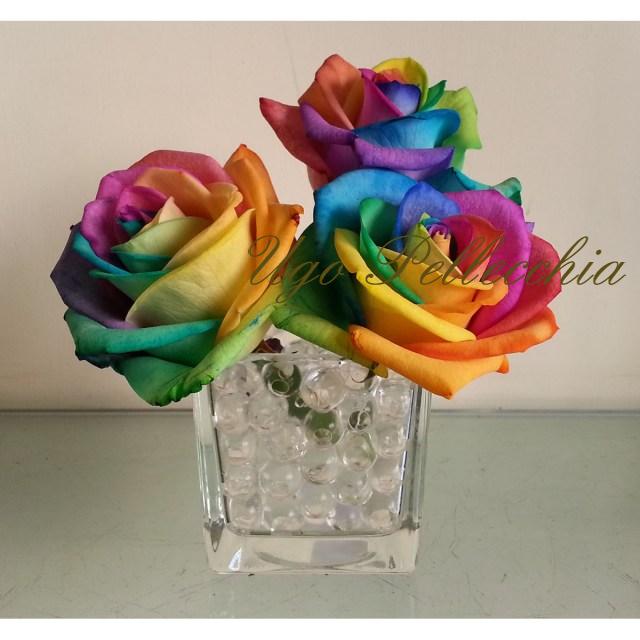 rose_arcobaleno