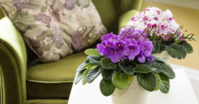 violetas-africanas-planta-interior1